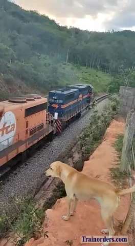 The railfan dog in action (Brazil)